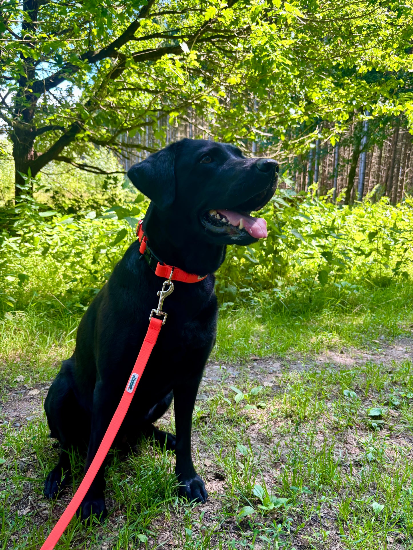 Nordic Trail Leash